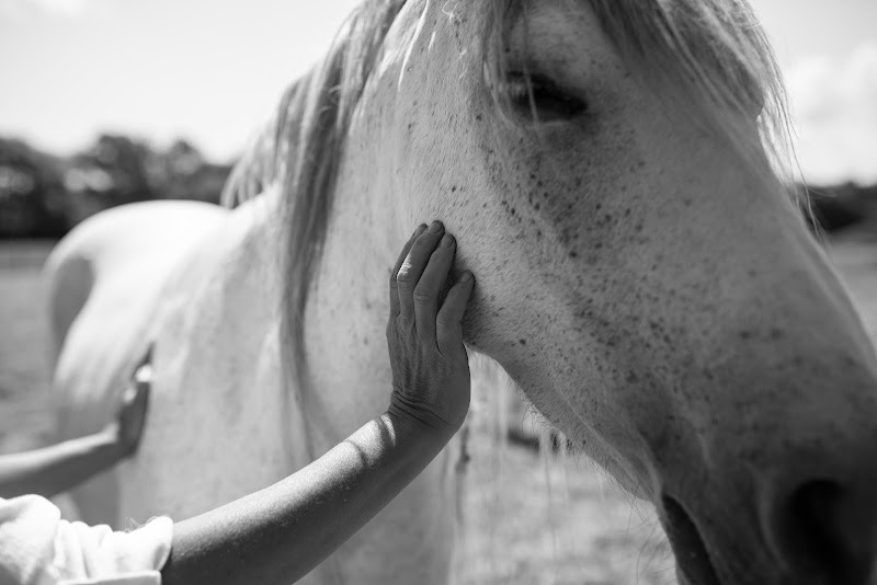 Atalanté accompagnement - Equicoaching - Préparation mentale - Coaching - Formation