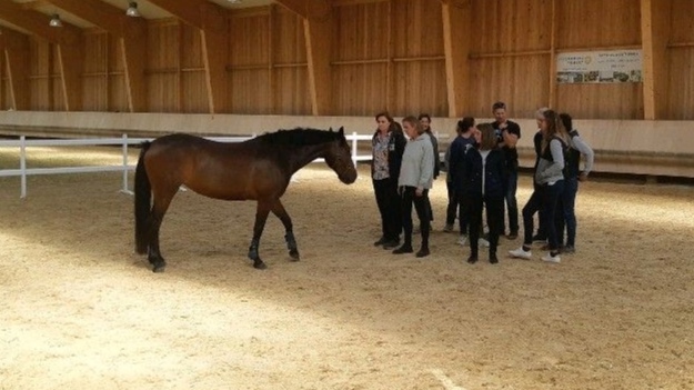 OSE Equicoaching