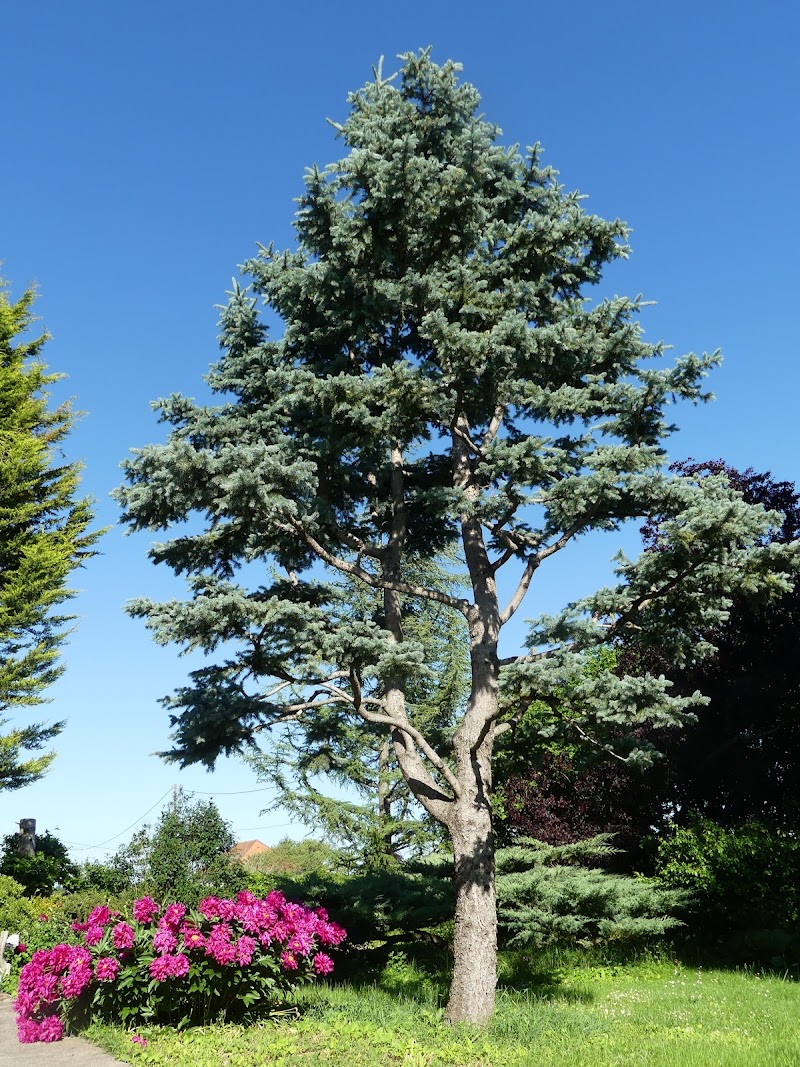 Canopée Enchantée