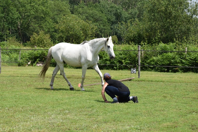 Horse Connect40